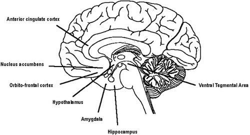 Neurobiologie de l'amour